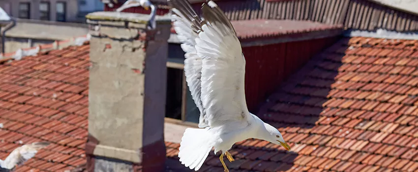 Residential Chimney Animal Removal Solution in Kennewick, WA